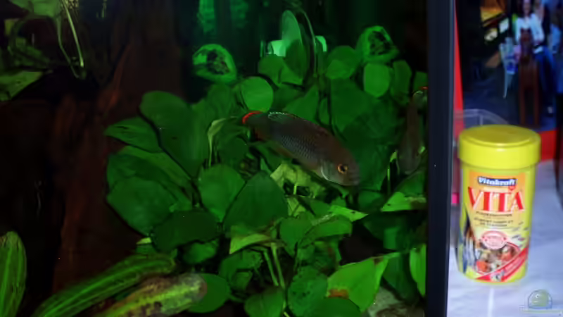 Anubia nana u. Panda Bock von ~Marco~ (23)