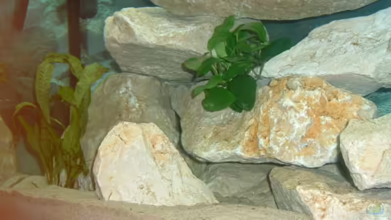 Anubia nana und Javafarn von Andreas Gassner (3)