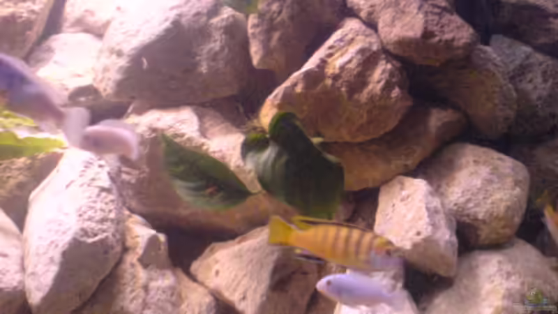 Anubia nana von Cindy Laumer (4)