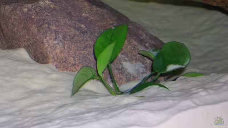 Anubia nana von Costa Reichl (3)