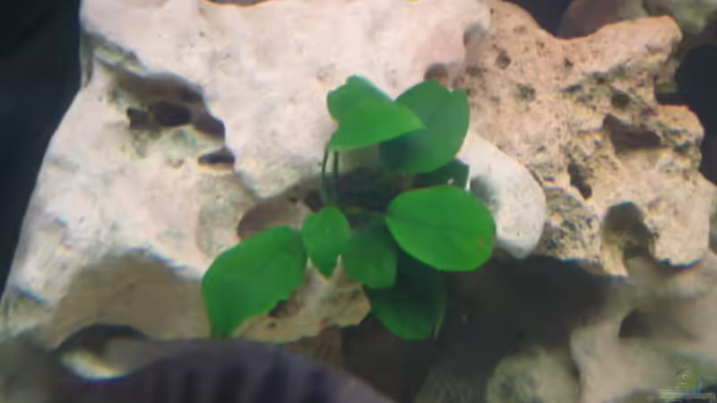 Anubia Nana von Dennis Kaiser (7)