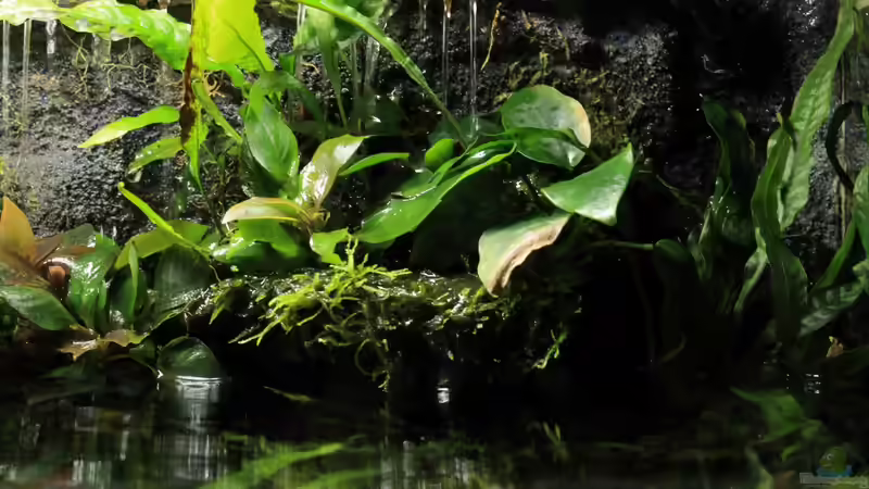 Anubia nana von die Perle... (31)