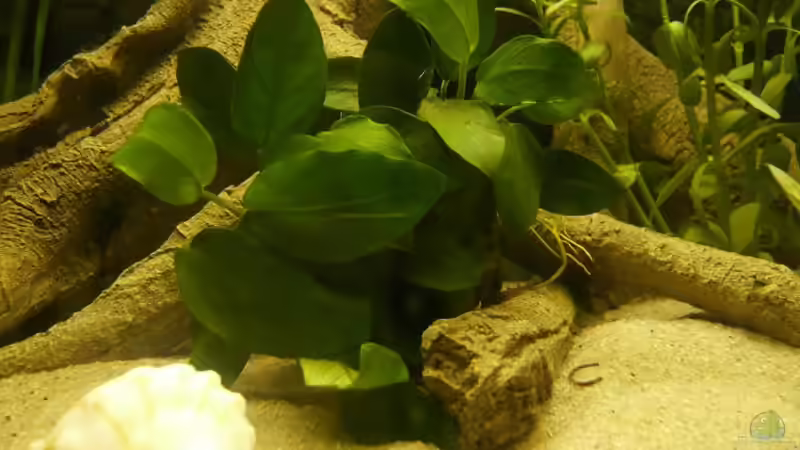 Anubia Nana von Elli und Dennis (2)