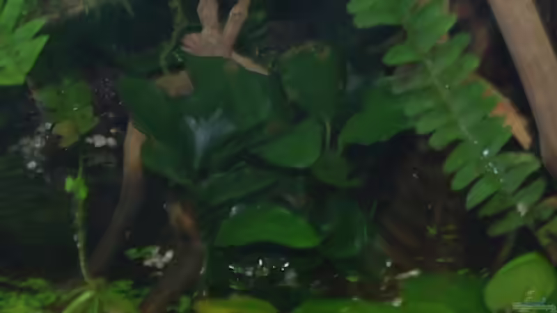 Anubia Nana von gkr123 (21)