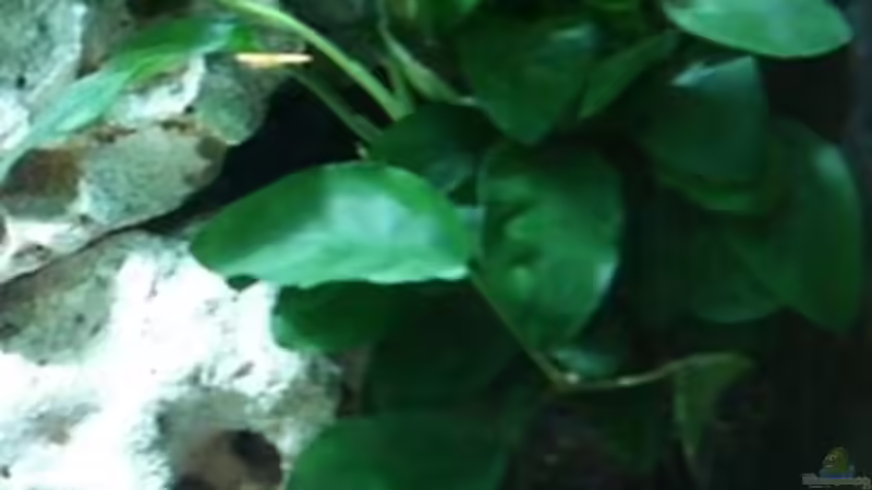 Anubia nana von Rainer Klettke (4)