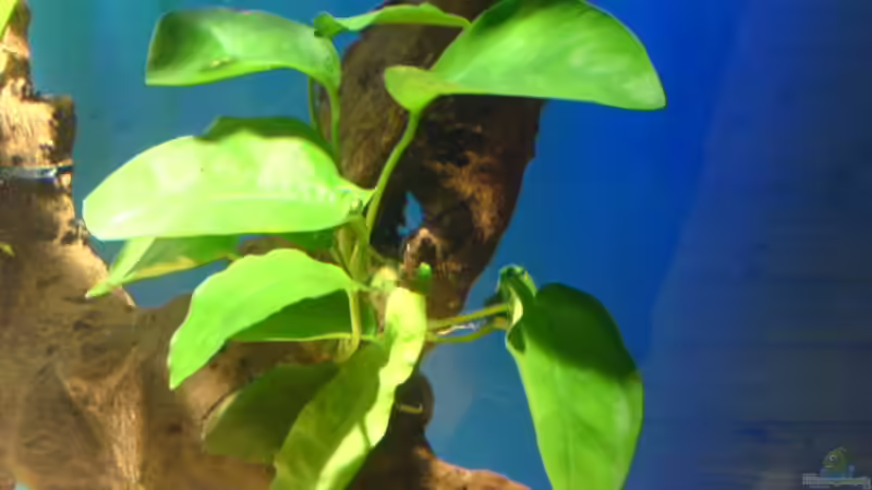 Anubia Nana von Ralf Kahl (8)