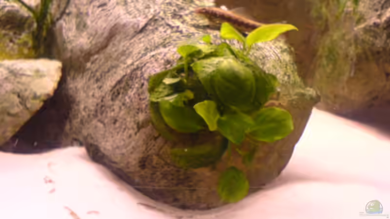 Anubia nana von Ronny Laumer (3)