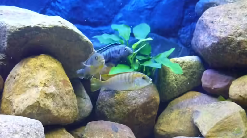 Anubia nana von Yellow Man (8)