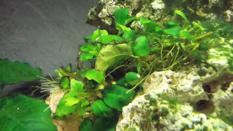 Anubia nanna  von Philipp Schneider (7)