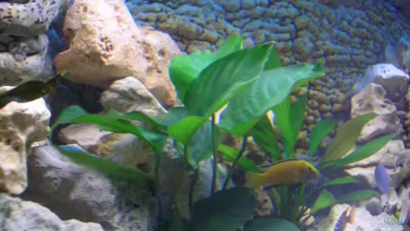 anubia neu am 18.08.07 mit yellow von Jürgen Kopp (7)