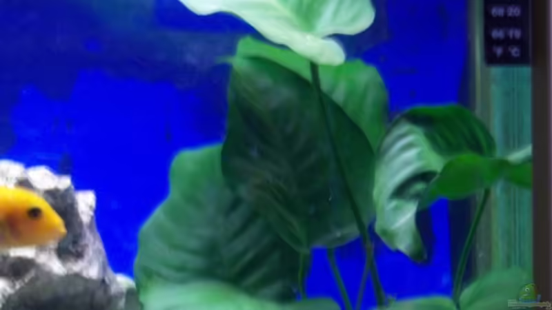 Anubia neuer platz von 47 Malawi (8)