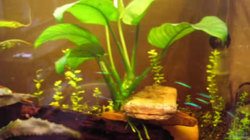 Anubia (nicht mehr im Becken) von Südamerikafreak BK (24)