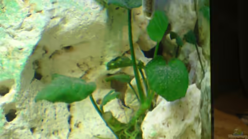 Anubia rechts von Hannes (5)