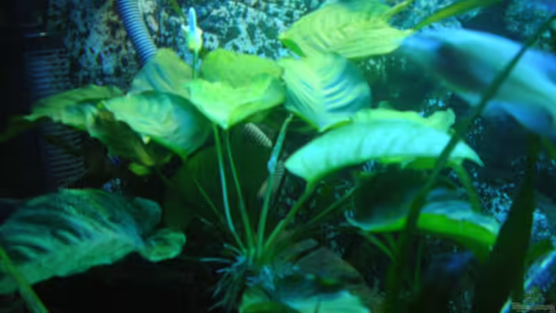 Anubia und sie blüht doch von delphin (3)