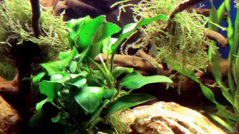 Anubia und Vesicularia dubyana von Wilhelm Posawatz (12)