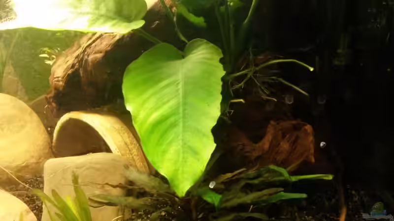 Anubia und Walkers Wasserkelch von Robert&Alex (4)