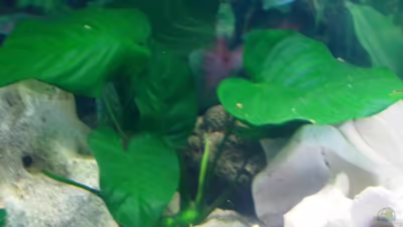 Anubia von 47 Malawi (5)