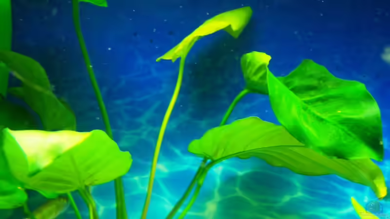 Anubia von 47 Malawi (7)