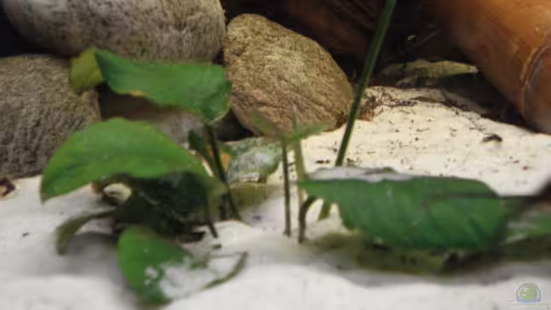 Anubia von Alexander Beutner (4)