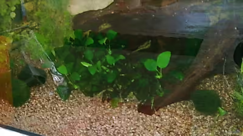 Anubia von Bulldog1112 (14)