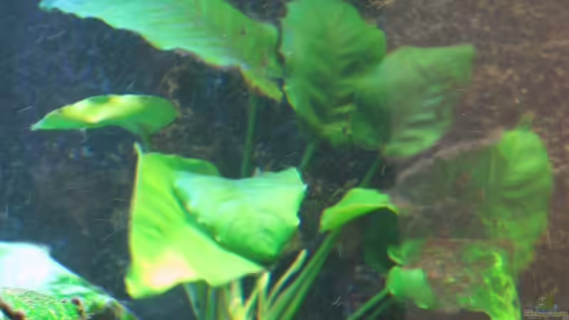 Anubia von Cali20 (8)