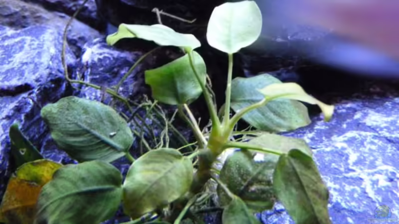 Anubia von Carsten Peters (8)