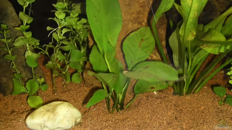 Anubia von ChillingTurtle (14)