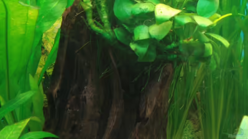 Anubia von Chris 81 (8)