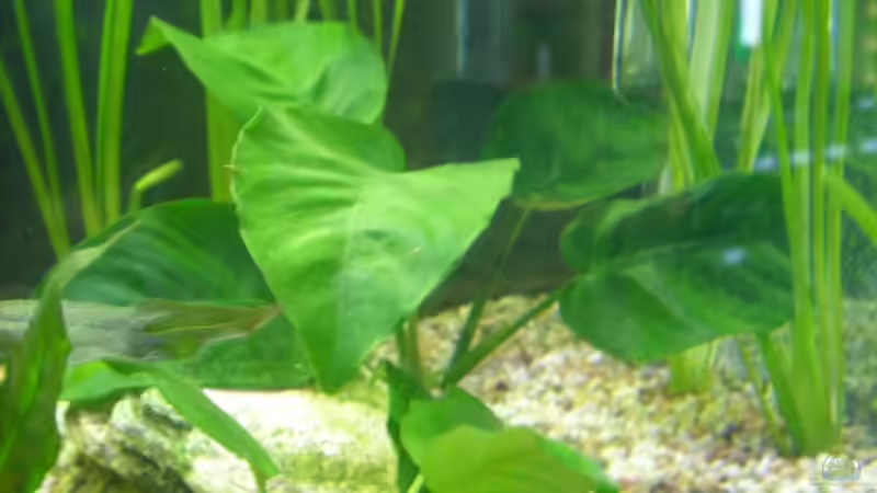 Anubia von Elmar Langer (4)