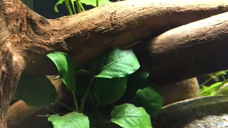 Anubia von Fäbi_CH (19)