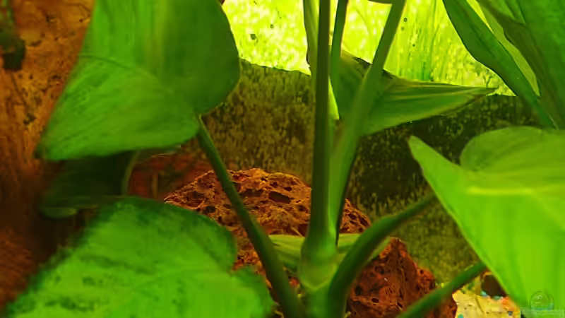 Anubia von Falk (11)