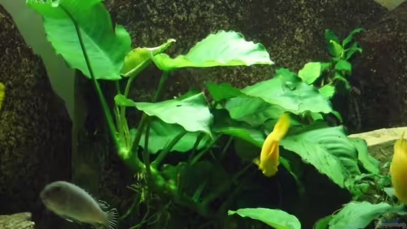 Anubia von Frank Seifarth (5)