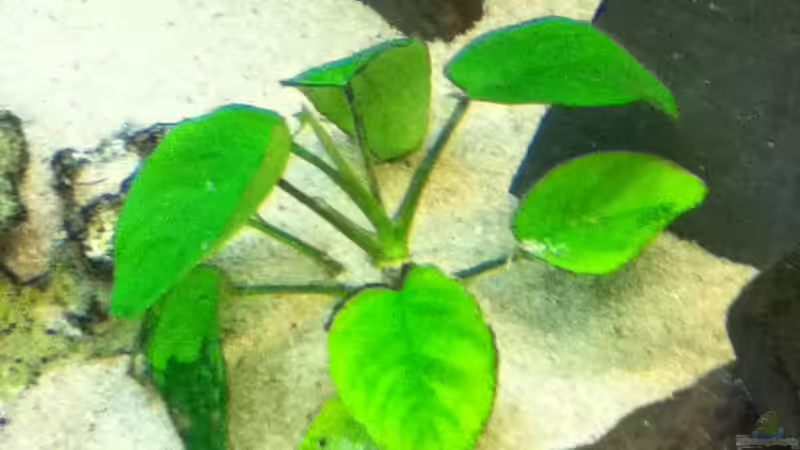 Anubia von Höffi (7)