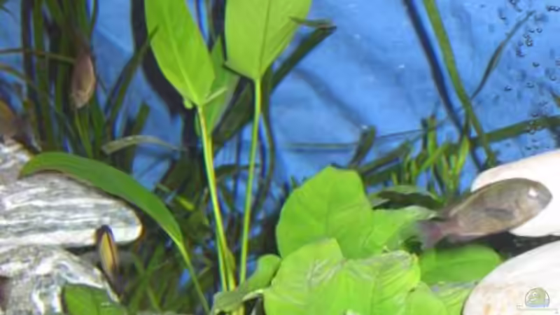 Anubia von Hubert Demonty (6)