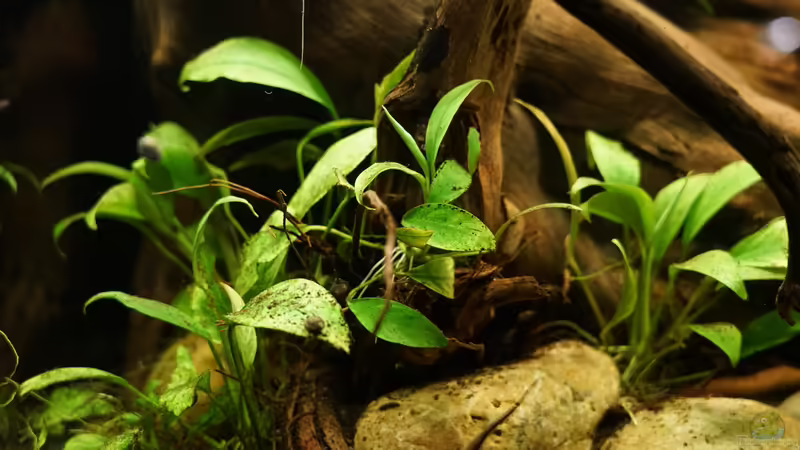 Anubia von Jonas B. (14)