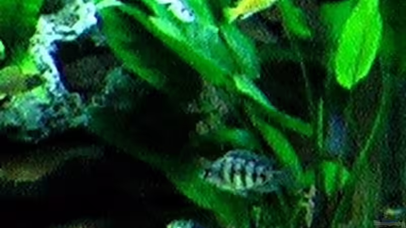 Anubia von justin (5)