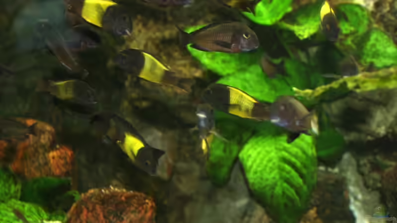 Anubia von Katrin Rätz (7)