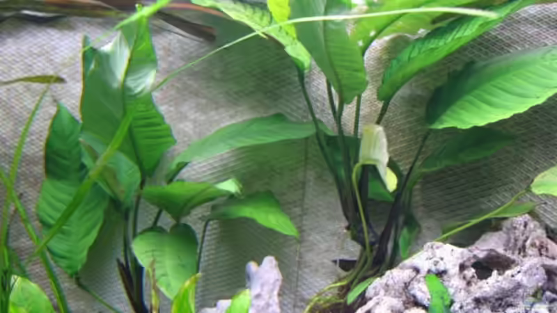 Anubia von Klaus Hagemann (8)