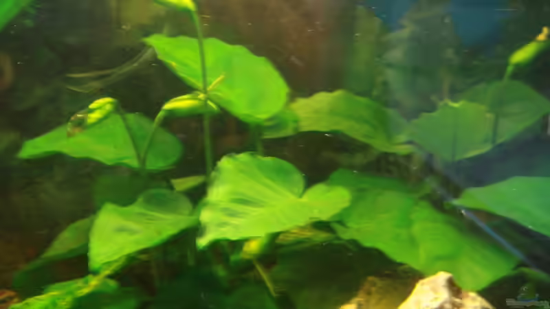 Anubia von Korbi (13)