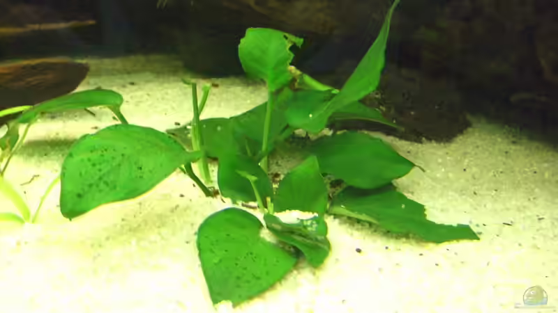 Anubia von LockHeed (8)