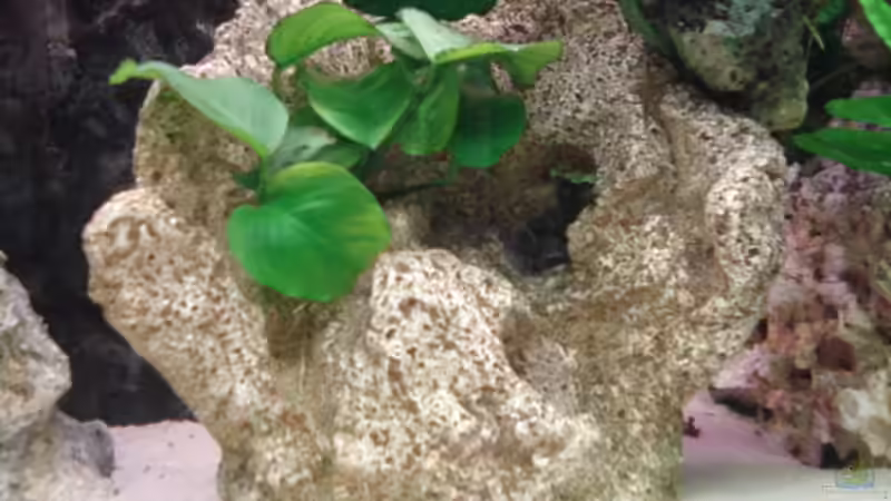 Anubia von Lukas Szewczyk (7)