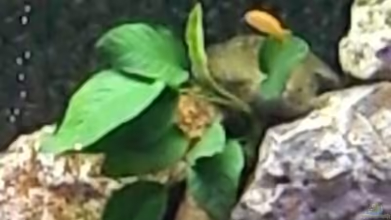 anubia von maggo 28 (12)