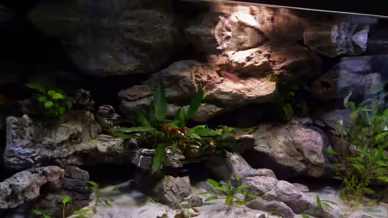 Anubia von Martina (10)