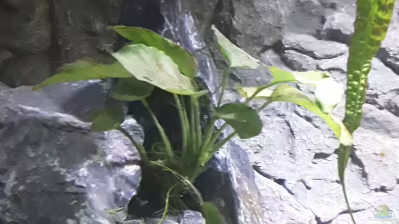 Anubia von MbunaTowers (17)