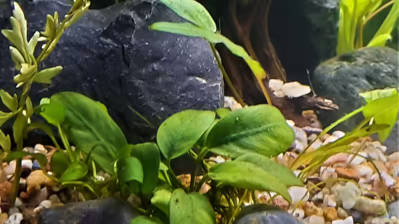 Anubia von okefenokee (41)