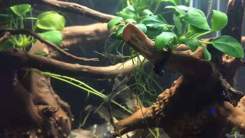 Anubia von Ottche (16)