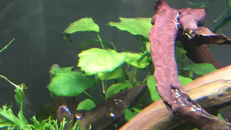 Anubia von Ottche (26)