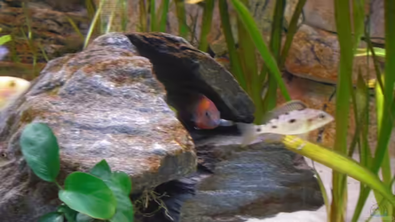 Anubia von pennywise (12)