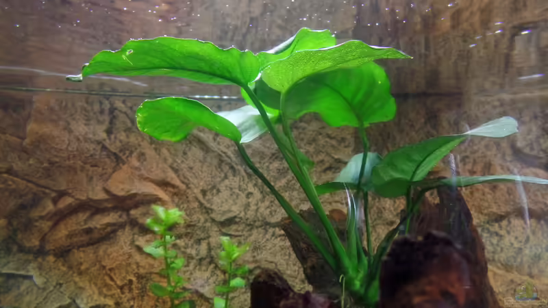 Anubia von raubsau (105)