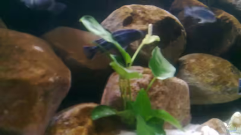 Anubia von Robert Verhülsdonk (10)